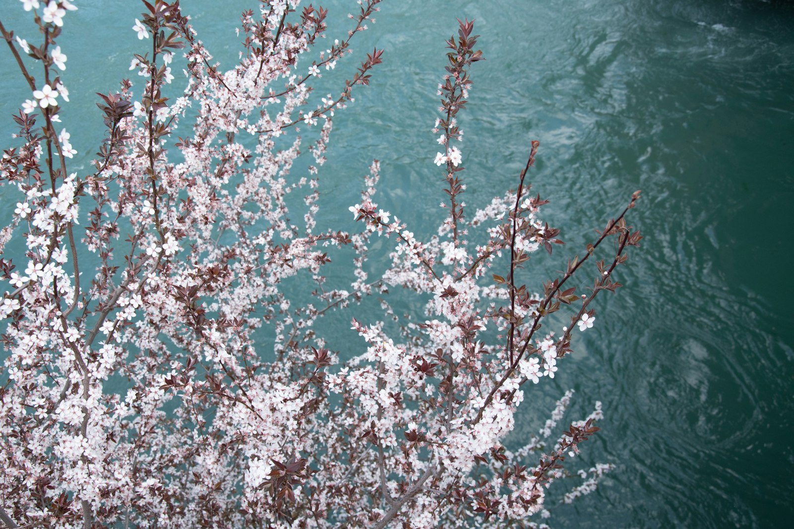 Cherry blossoms in bloom beside the water at Lake Balboa
