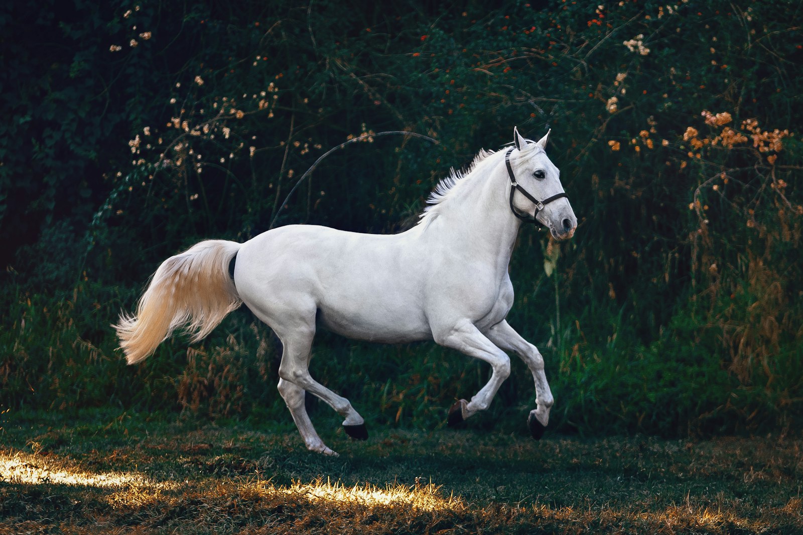 A horse in Chatsworth ranch country